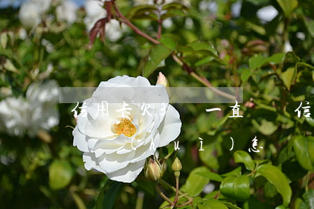 信用卡欠3萬一直沒還(信用卡欠3萬一直沒還會(huì)怎樣)