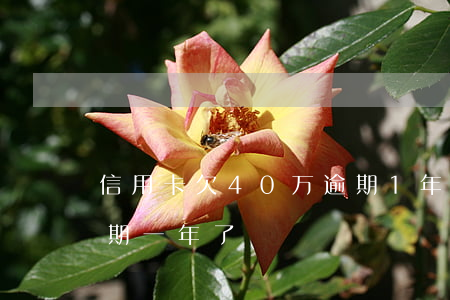 信用卡欠40万逾期1年 欠信用卡一万多逾期一年了
