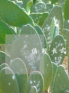 信用卡欠40萬如何跟家人交代-