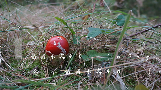 信用卡欠40萬網(wǎng)貸還不起怎么辦-信用卡欠40萬網(wǎng)貸還不起怎么辦呢