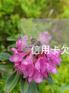 信用卡欠46萬(欠信用卡45萬)