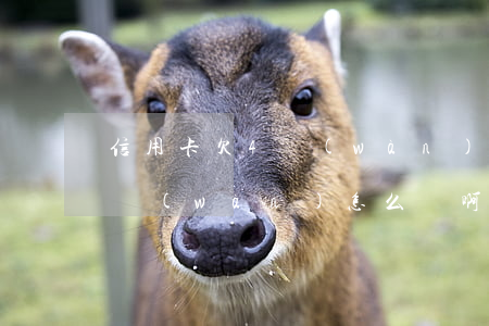 信用卡欠4萬(wàn)怎么辦 信用卡欠4萬(wàn)怎么辦啊