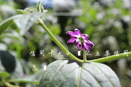 信用卡欠4萬不立案(信用卡欠4萬不立案會怎樣)
