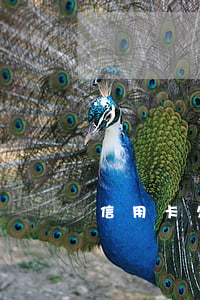 信用卡欠4萬了(信用卡欠4萬了會坐牢嗎)