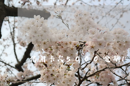 信用卡欠5000逾期15天