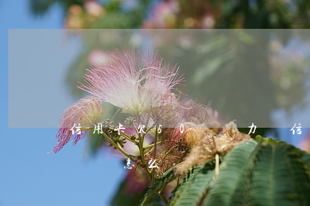 信用卡欠50萬無力償 信用卡欠50萬無力償還怎么辦