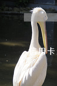 信用卡欠5千一個(gè)月不還
