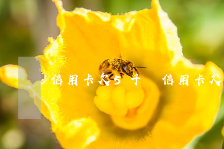信用卡欠5千萬(信用卡欠5千萬怎么還款)