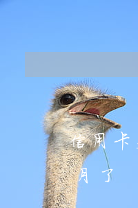信用卡欠5萬(wàn)逾期3個(gè)月了