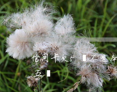 信用卡欠5萬不是本金(欠信用卡本金不超過五萬)