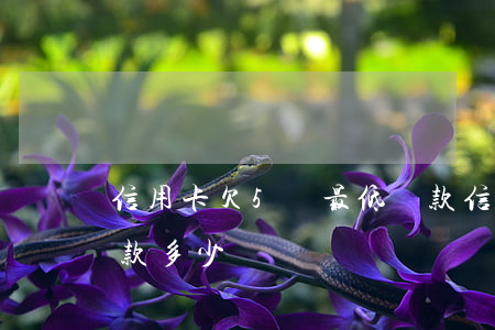 信用卡欠5萬最低還款(信用卡欠5萬最低還款多少)
