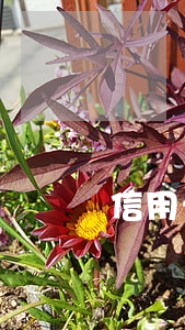 信用卡欠5萬逾期三個月