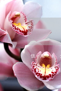 信用卡欠60萬(wàn)什么辦