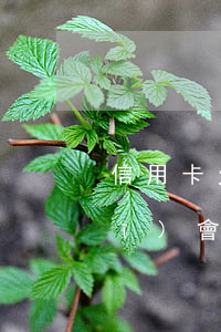 信用卡欠65萬(欠信用卡60萬還有機(jī)會上岸嗎)