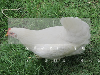 信用卡欠6萬逾期三個月怎么辦-信用卡欠6萬逾期三個月怎么辦理