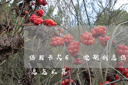 信用卡欠6萬逾期利息 信用卡欠6萬逾期利息怎么算