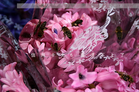 信用卡欠6萬還不上了