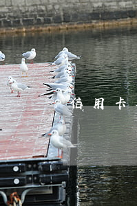 信用卡欠8w怎么辦