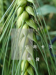 信用卡欠8萬能辦車貸嗎(網貸欠款8萬能辦車貸)