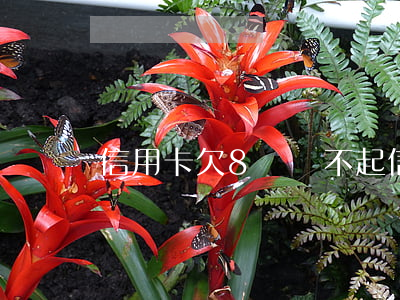 信用卡欠8萬還不起(信用卡欠8萬還不起)