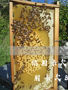 信用卡欠9萬(wàn)逾期了15天(我信用卡欠8萬(wàn)逾期兩年)