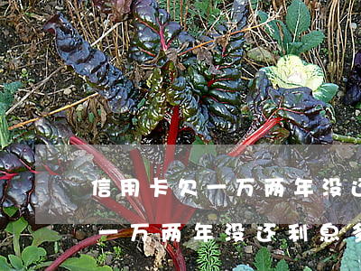 信用卡欠一万两年没还利息多少-信用卡欠一万两年没还利息多少合适