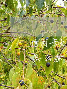 信用卡欠一万六(欠信用卡一万块钱无力偿还怎么办)