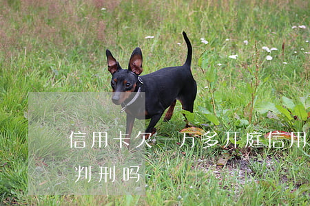 信用卡欠一万多开庭(信用卡欠一万多开庭会判刑吗)