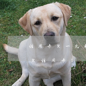 信用卡欠一元未及時(shí)還算逾期嗎(欠信用卡1萬逾期半年)