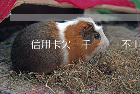 信用卡欠一千塊錢還不上怎么辦-