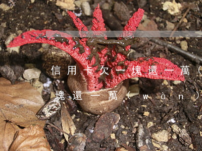 信用卡欠一塊還一萬(wàn)(信用卡欠一塊還一萬(wàn)怎么辦)