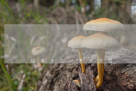 信用卡欠一年多少錢
