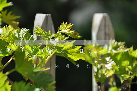 信用卡欠一萬(wàn)逾期一天是多少利息-信用卡欠一萬(wàn)逾期一天是多少利息啊
