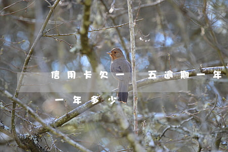 信用卡欠一萬五逾期一年(欠五萬信用卡逾期一年多少錢)