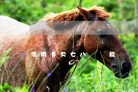 信用卡欠七八萬沒能