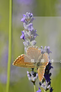 信用卡欠三万还款计划 欠信用卡三万怎么还
