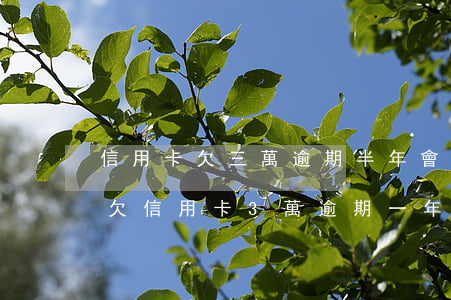 信用卡欠三萬逾期半年會(huì)坐牢嗎(欠信用卡3萬逾期一年多了會(huì)不會(huì)坐牢)