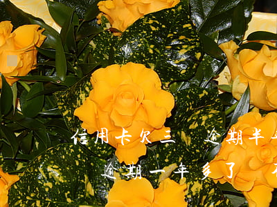 信用卡欠三萬逾期半年會坐牢嗎(欠信用卡3萬逾期一年多了會不會坐牢)