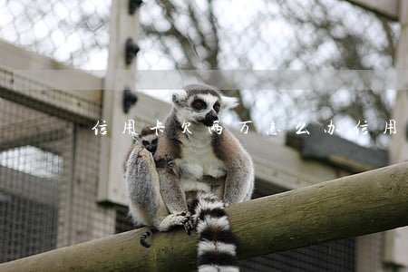 信用卡欠两万怎么办 信用卡欠两万怎么办理