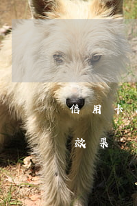 信用卡欠九千元-欠信用卡9千元不還是啥效果