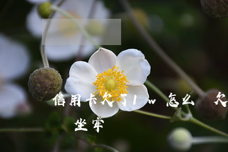 信用卡欠了1w怎么還(欠信用卡1萬還不上會坐牢嗎)
