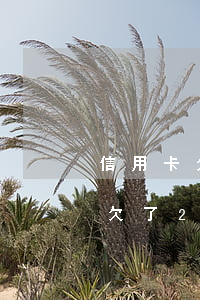 信用卡欠了20000多怎么辦啊-信用卡欠了20000多怎么辦啊