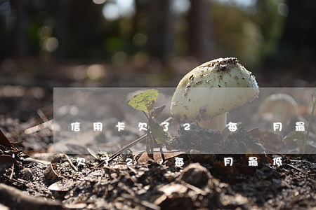 信用卡欠了2萬每個月最低還多少-信用卡欠了2萬每個月最低還多少錢