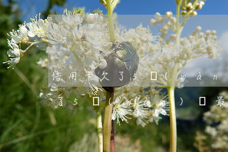信用卡欠了5萬(wàn)還最低(信用卡欠了5萬(wàn)還最低還多少錢(qián))