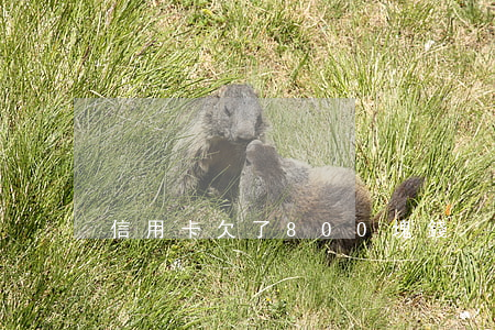 信用卡欠了800塊錢