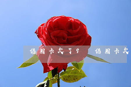 信用卡欠了9萬(信用卡欠了9萬元)