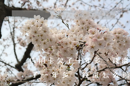 信用卡欠了一年多沒錢還怎么辦-信用卡欠了一年多沒錢還怎么辦呢