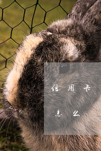 信用卡欠了七萬(wàn)多會(huì)怎么樣