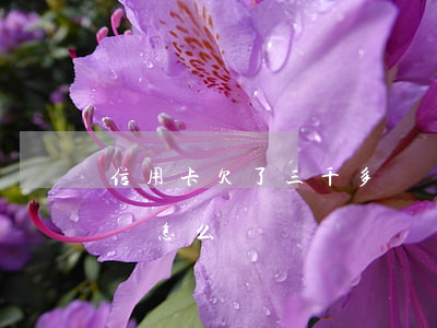 信用卡欠了三千多塊錢(信用卡欠了三千多塊錢怎么辦)