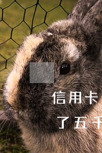 信用卡欠了五千多逾期一年多了-信用卡欠了五千多逾期一年多了怎么辦